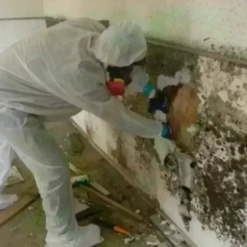 Mold Remediation and Removal in Rockford, OH